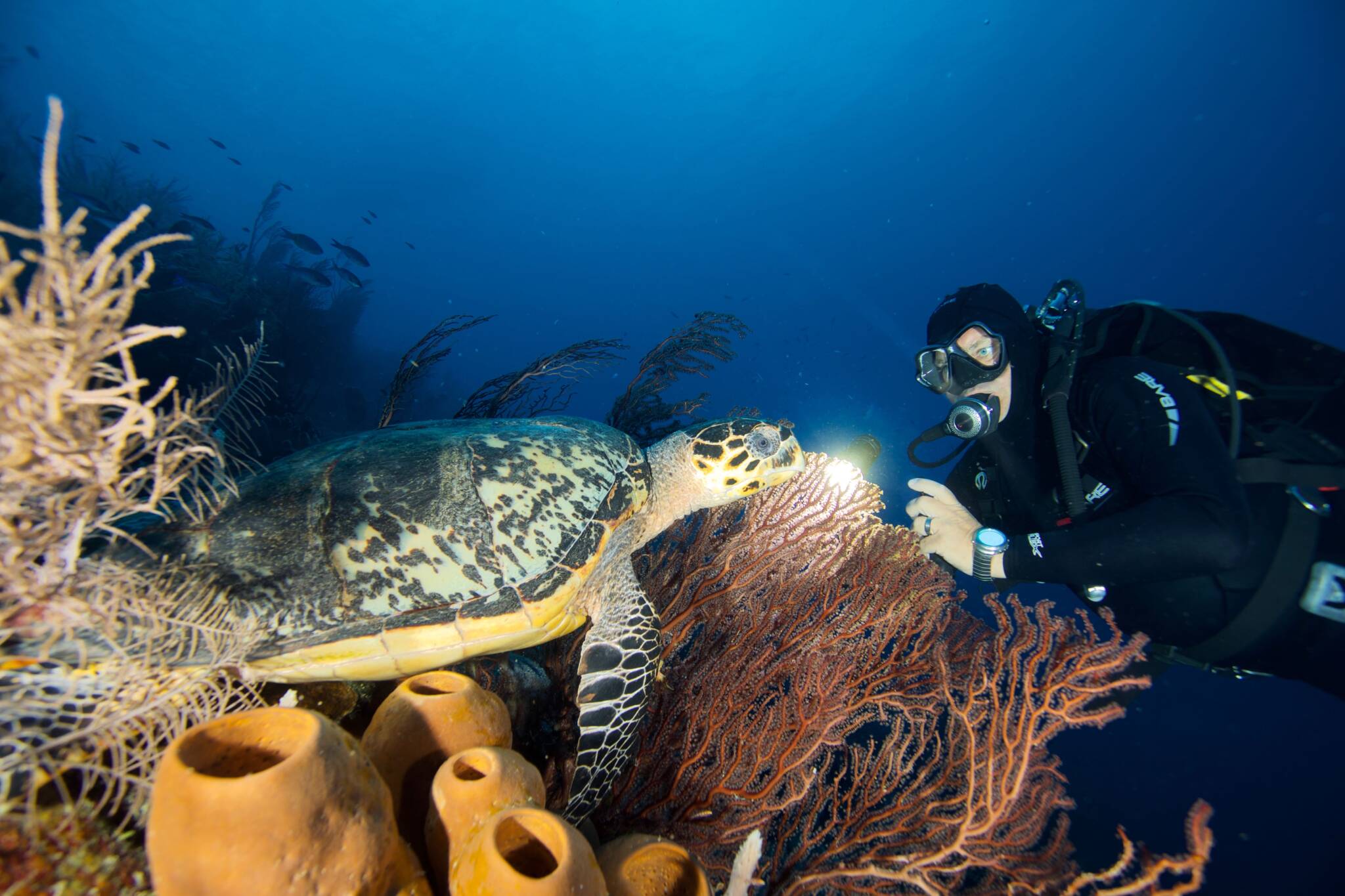 7Nights Scuba Dive Vacation Package Belize Dive Haven Resort