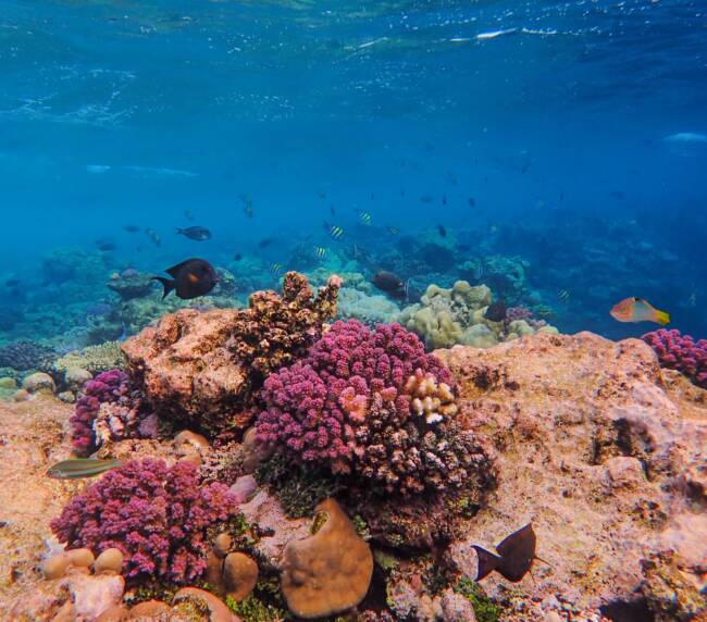 Belize Barrier Reef Belize Dive Haven