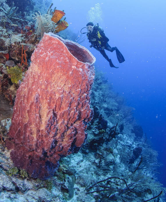Popular Belize Dive Destination: The Elbow