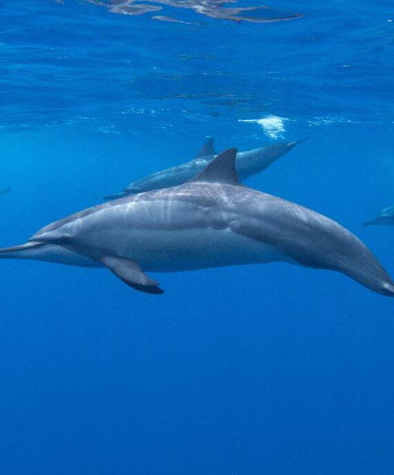 Dolphins at Belize Dive Haven