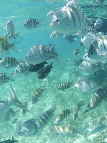 Amazing Belize Dive Sites