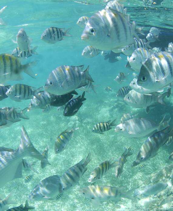 Amazing Belize Dive Sites