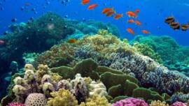 Your Guide To Coral In The Belize Barrier Reef