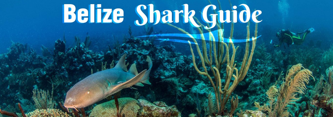 Your Guide To Sharks In Belize - Belize Dive Haven Resort