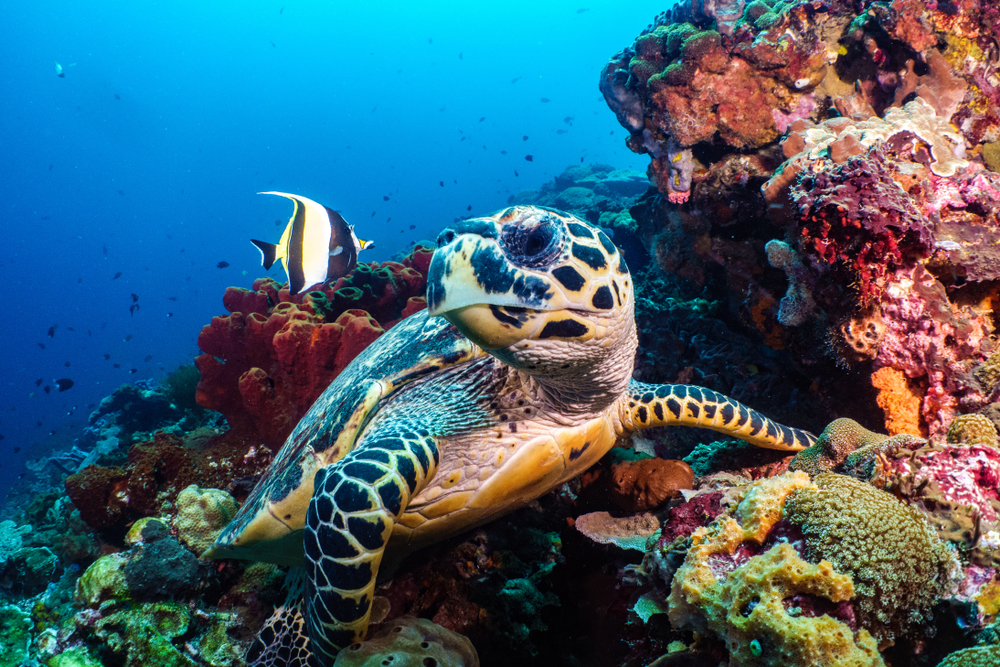 Your Guide To Turtles In Belize – Belize Dive Haven Resort